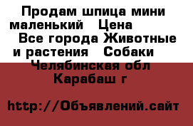 Продам шпица мини маленький › Цена ­ 15 000 - Все города Животные и растения » Собаки   . Челябинская обл.,Карабаш г.